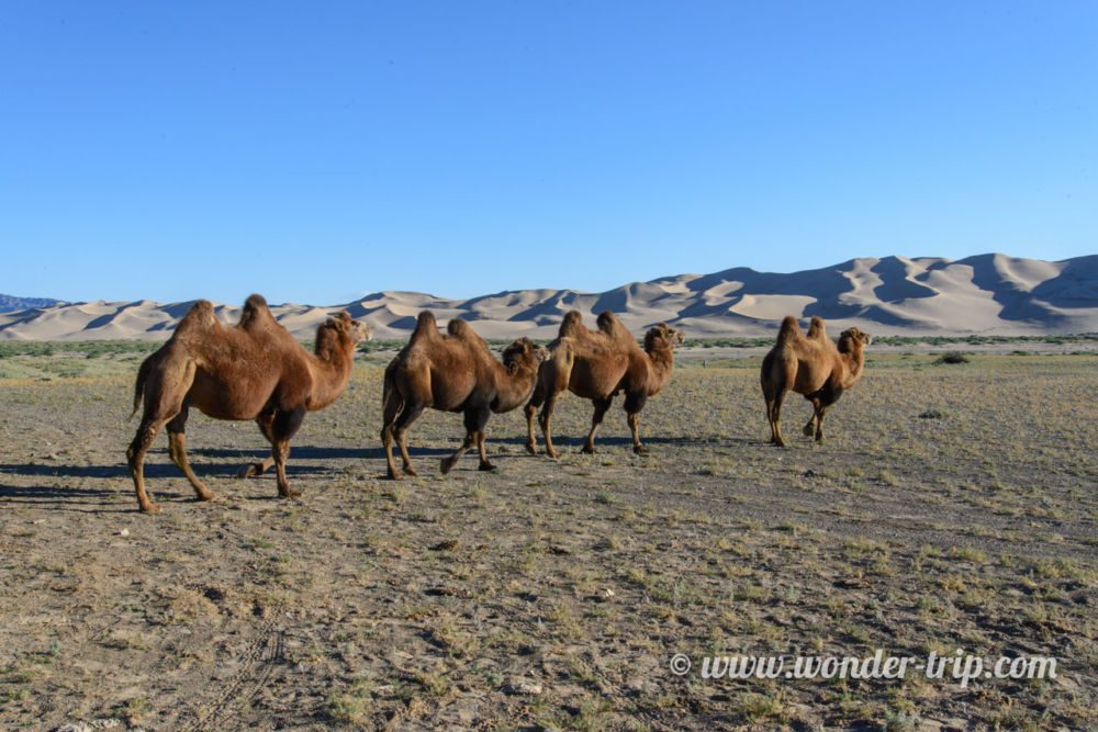 Khongoryn-Els-Mongolie-14