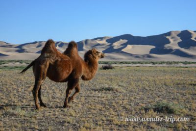 Les dunes de sable de Khongoryn Els en Mongolie