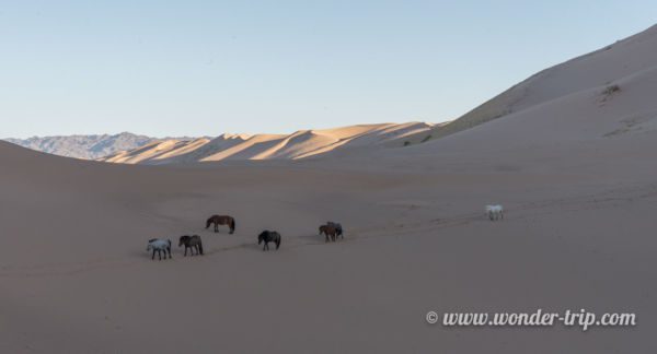 Khongoryn-Els-Mongolie-17