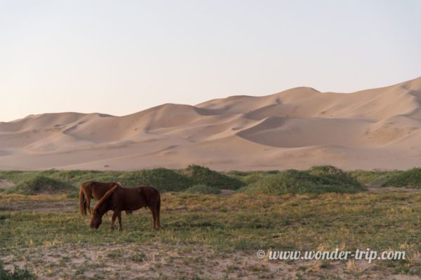 Khongoryn-Els-Mongolie-26