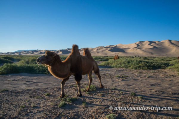 Khongoryn-Els-Mongolie-35