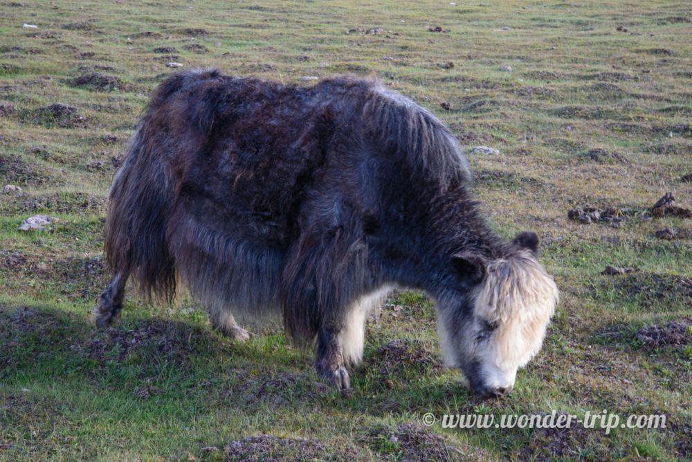 Expedition-cheval-lac-khovsgol-mongolie-15