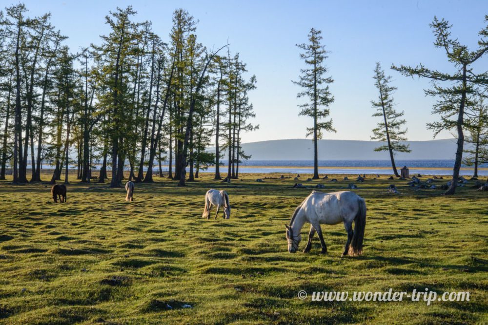 Expedition-cheval-lac-khovsgol-mongolie-25