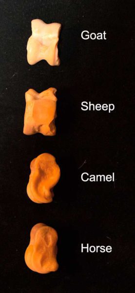 Mongolian-Ankle-Bones-game-02