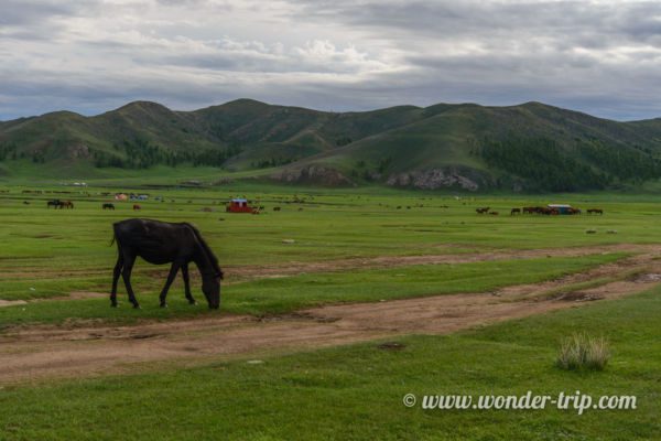 Campe-yourte-monastere-amarbayasgalant-khiid-04
