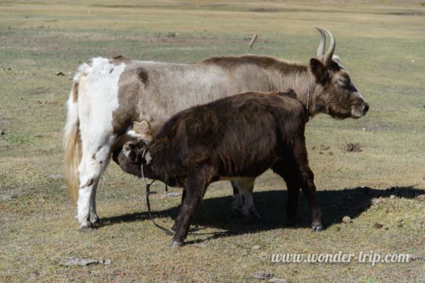 Parc-National-Terelj-18