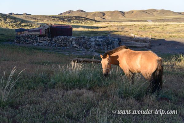 Camp-Yourte-Yolyn-Am-Mongolie-01
