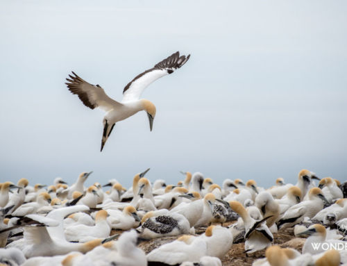 Cape Kidnappers : À la rencontre d’une colonie de fous austraux