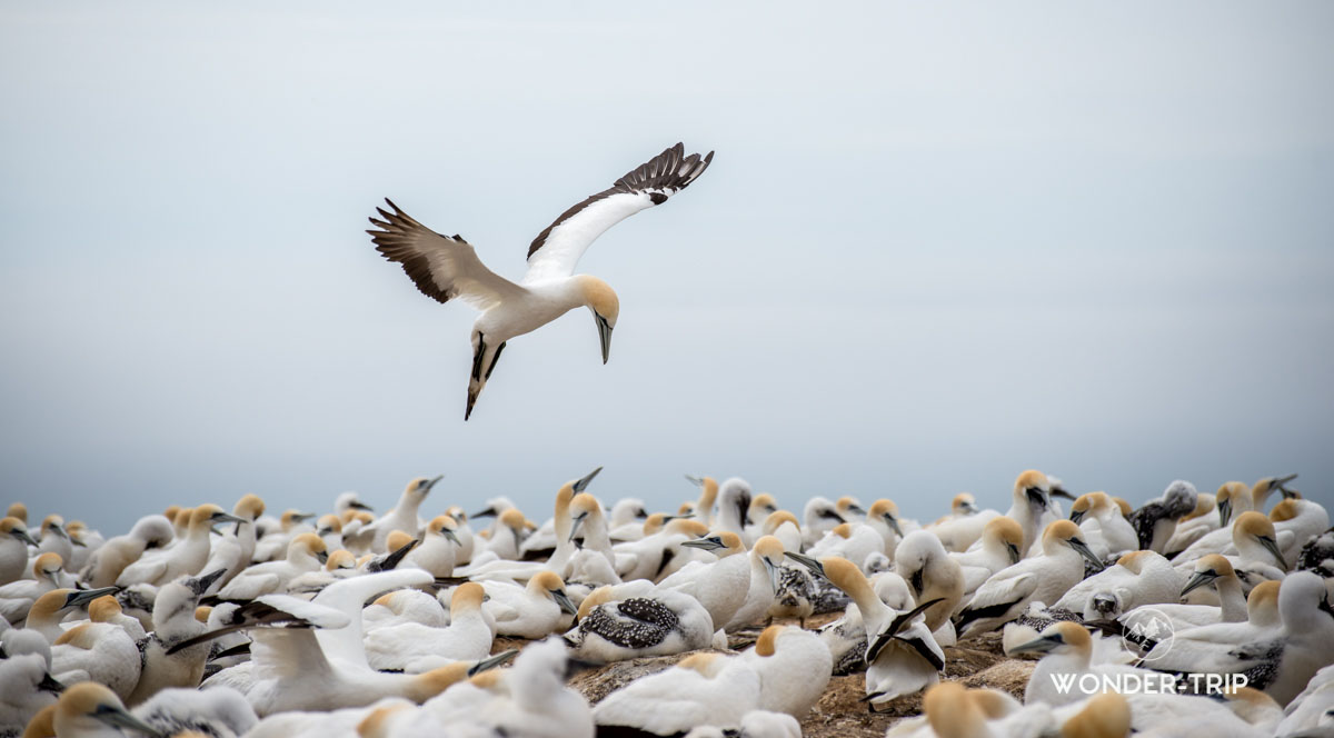 Fous austraux - Cape Kidnappers