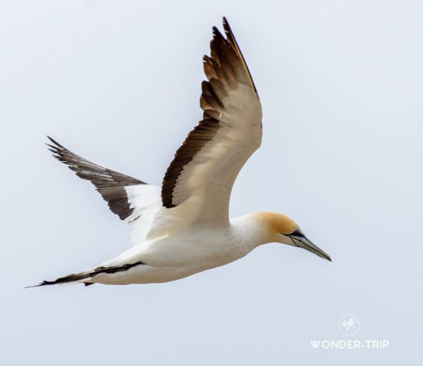 Cape-Kidnappers-18
