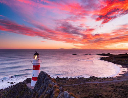 Cape Palliser : ses colonies d’otaries et sa route panoramique