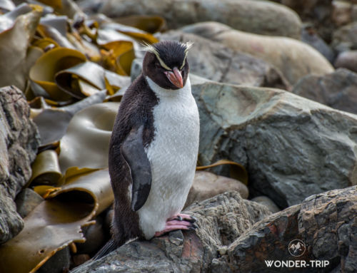 Où voir des manchots en Nouvelle-Zélande : manchot pygmée, manchot antipode…?