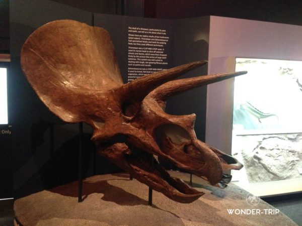 Christchurch-Canterbury-museum-01