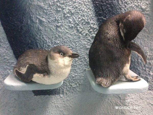 Christchurch-Canterbury-museum-06