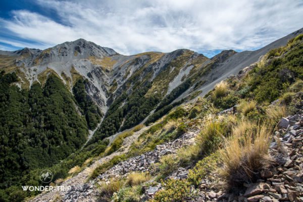 Craigieburn-forest-arthurs-pass-9