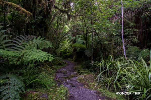 Franz-Josef-Glacier-12