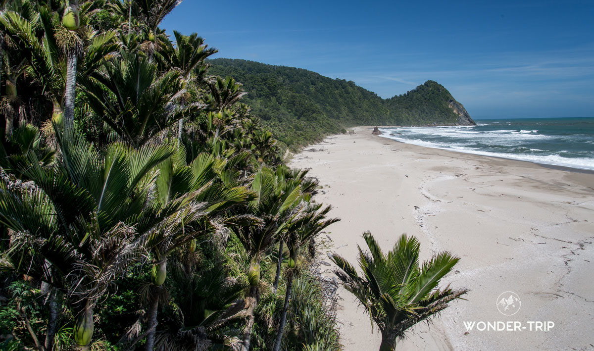 Plage bordé de palmier Nikau sur la randonnée de Heaphy - Great walk