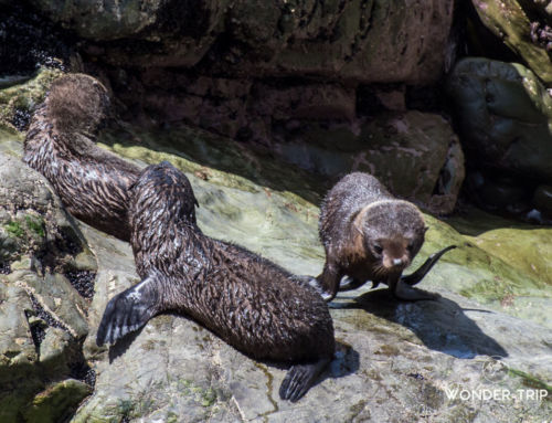 Débarquement sur l’île du Sud : direction la péninsule de Kaikoura