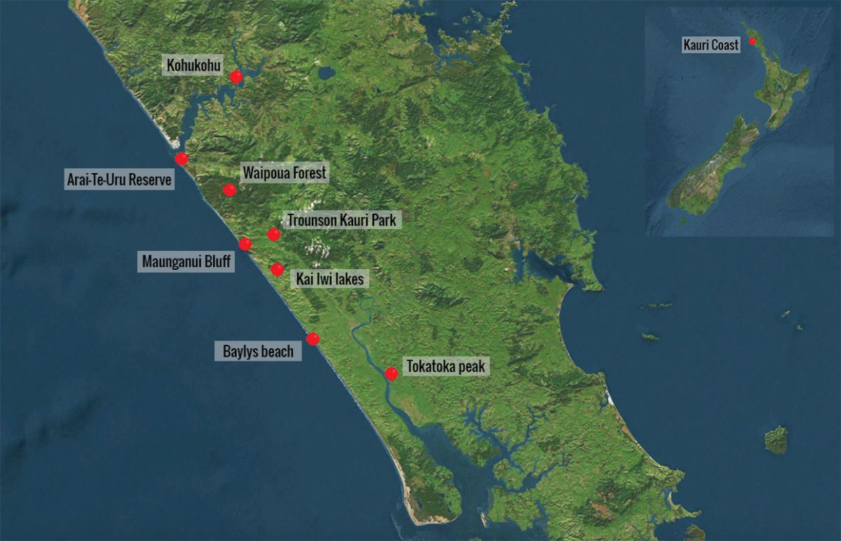 Waipoua Forest les kauris géants de la Kauri coast Hokianga Harbour