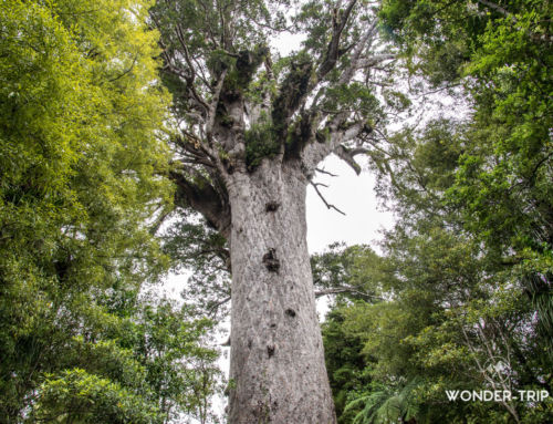 Waipoua forest : les kauris géants de la Kauri coast