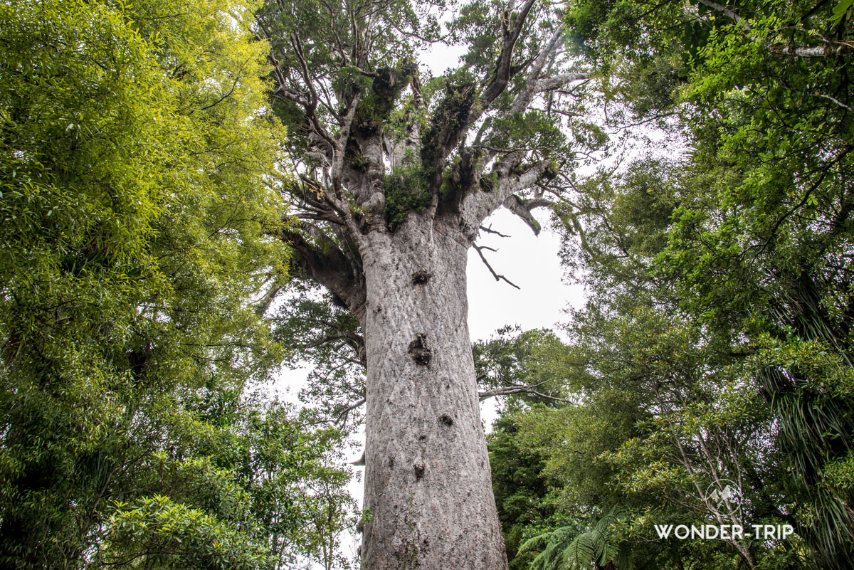 Waipoua forest, Tane Mahuta, Kauri coast, Northland, Nouvelle-Zelande