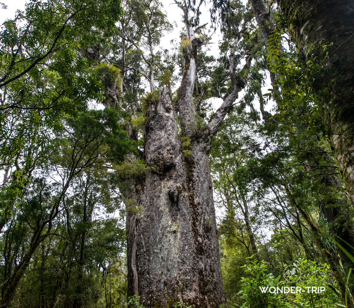 Waipoua Forest : les kauris géants de la Kauri coast ...