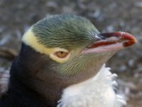 Yellow eyed penguin