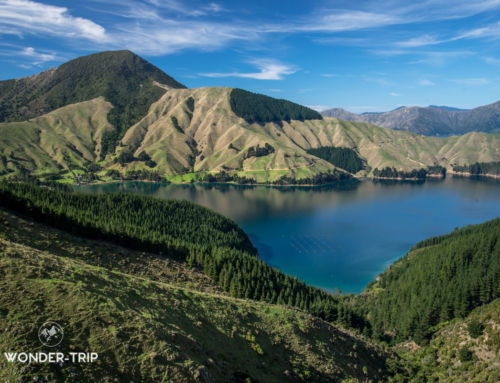 Marlborough Sounds : road-trip, randonnée et dégustation de moules