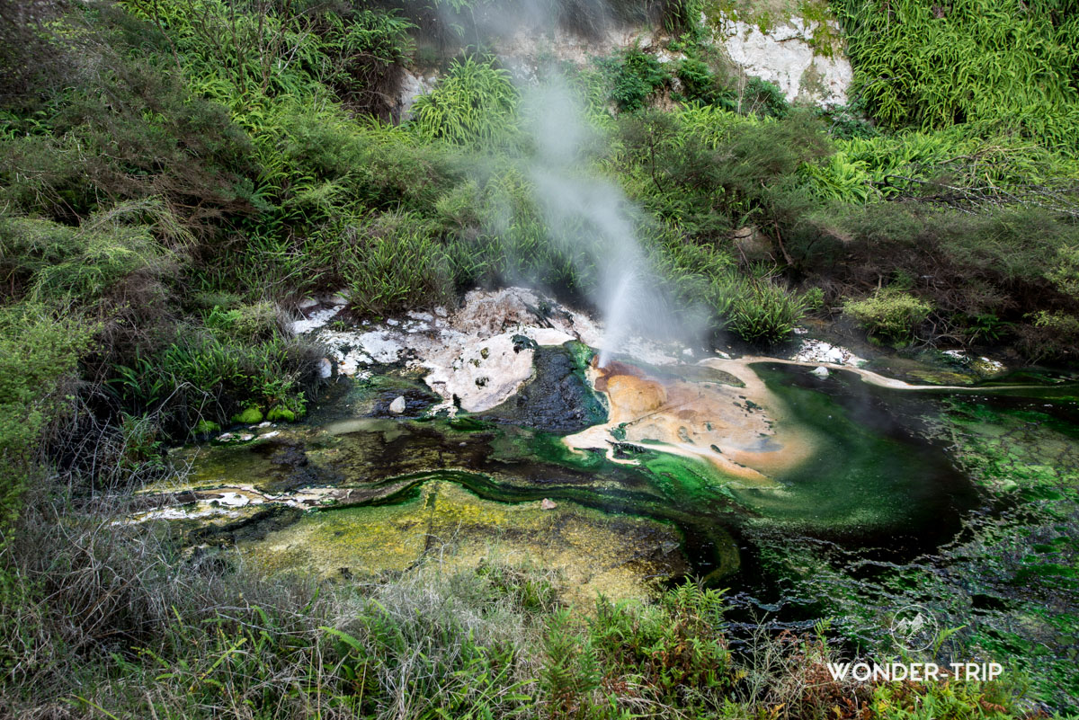 Geyser dans la vallée volcanique de Waimangu