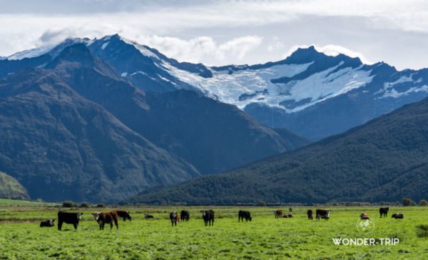 Aspiring-national-park-04