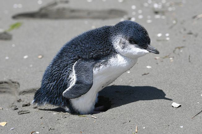 Pingouin ou manchot, quelle différence ?