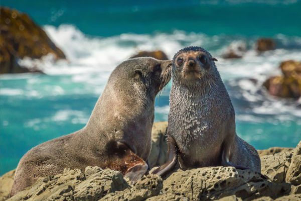 red-rocks-fur-seals