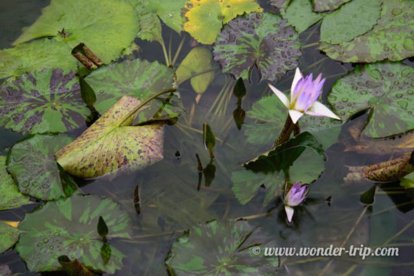 Monastere-Chi-Lin-Hong-Kong-04
