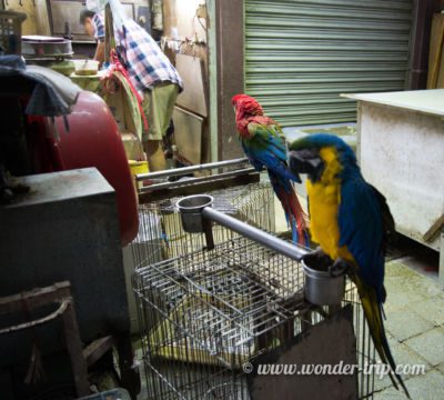 Birds market à Hong Kong