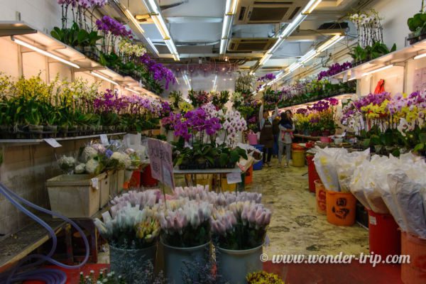 Flower-Market-Hong-kong-04
