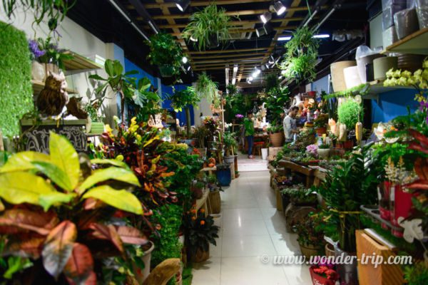 Flower-Market-Hong-kong-05