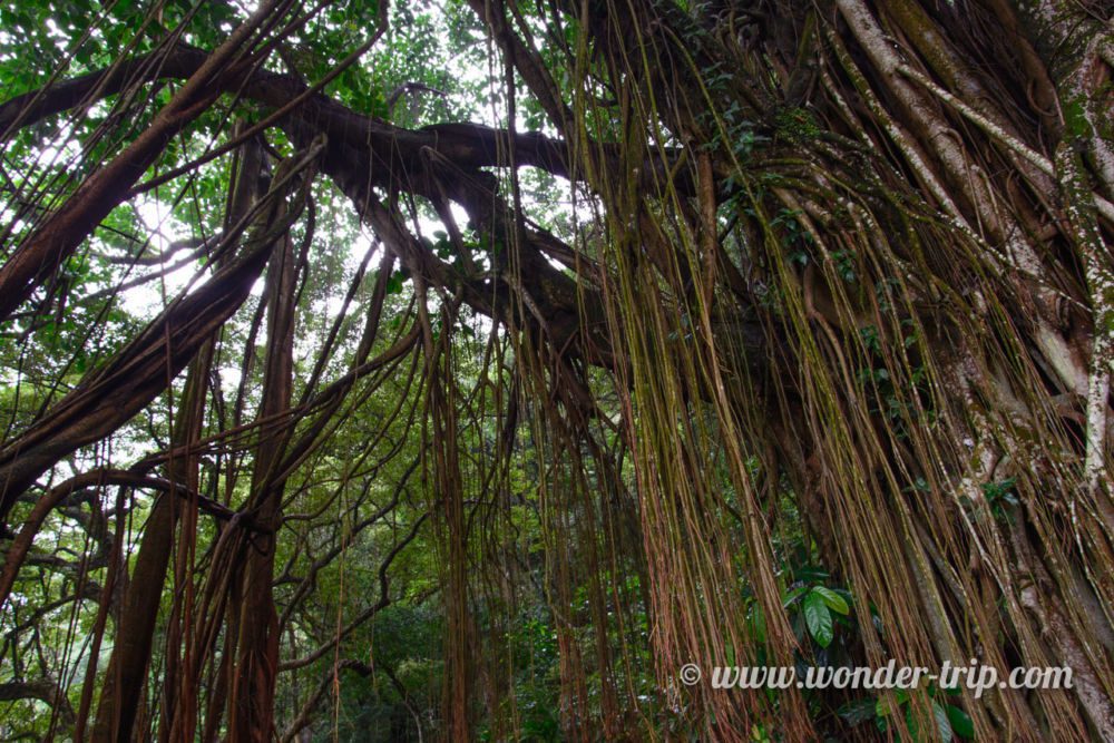 Pic-Victoria-Morning-Trail-04